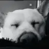 Danny Calley - @danny.calley - TikTok