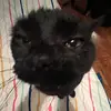 dana_campanelli - @thinker_bell_030 - TikTok