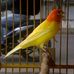 Dan Canary - Facebook