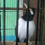 Dan Canarycanary - @dancanarycanary - Instagram