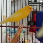 dan's canary - @dans.canary - Instagram