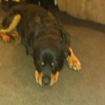 Dan Caplinger - @caplingerdan - Instagram