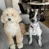 danielle_salemi - @daniellecaporale1 - TikTok
