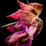 Dan Carbone - @dancarbonephotography - Instagram