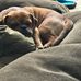 Dan Cardella - Facebook