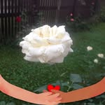 Dan Carmen - @dan.carmen.18 - Instagram