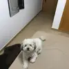 dancarmen5 - @dancarmen5 - TikTok
