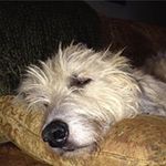 Dan Carmody - @dsheahancarmody - Instagram