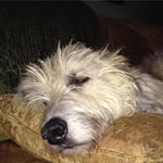 Dan Carmody - @dsheahancarmody6710 - Instagram