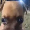 Dancarparo - @dancarpa - TikTok