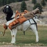 Dan Carstensen - @dan.carstensen.331 - Instagram