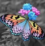Danielle Casavant - Facebook