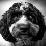 Dan Caston - @bayareapetportraits - Instagram