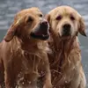 Daniele Cecchini - @daniele.cecchini - TikTok