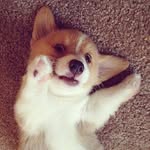 Dan Cevallos - @cyberiann_husky - Instagram