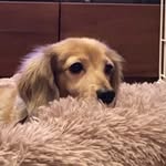@danchan__wanko - Instagram