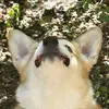 Hayd - @cheesemancoffeedan - TikTok