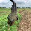 DanCherng_TV - @dancherng_tv - TikTok