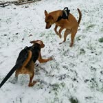 dan&chestnut - @dannyboichestnut - Instagram
