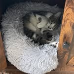 Dan Chevalier - @richard_and_bella_413 - Instagram