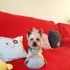 danielchevrier186 - @danielchevrier186 - TikTok