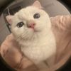 dt - @danchinn - TikTok