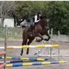 dancoe - @danitheequestrian0 - TikTok