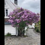 Dan Collis - @dan.collis.10 - Instagram