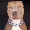 dancollisss - @dancollisss - TikTok