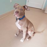 Dan Colter - @danthepitty - Instagram