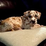 Gumbo Combellick Great Dane - @gumbo_great_dane - Instagram