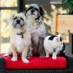 Elessar & Kiwi & Seven of Nine - @danliasanimalcompanions - Instagram