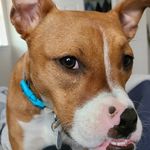 dan connelly - @sunnzdog - Instagram