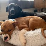 Dan Connelly - @samzdog - Instagram