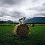 Daniel Costanzo - @dancostanzo36 - Instagram