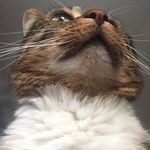 Dan Croft - @dodimeow - Instagram