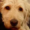 Dan Crompton - @dan.crompton2 - TikTok