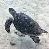 Dan Crooks - @dan.crooks - TikTok