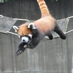Dan Crouse - @redpanda2179 - Instagram