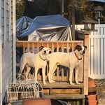 Dan Crowder's Dogs - @dancrowdersdogs - Instagram