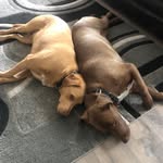 Dan Dewalt - @dandewalt1224 - Instagram