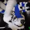 DangerDeweyYT - @dangerdeweyyt - TikTok