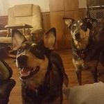 Dan Dickinson - @deerdrd - Instagram