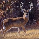 Dan Dimick - @dbdimick - Instagram
