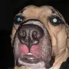 DanDingle - @sttroganoff - TikTok