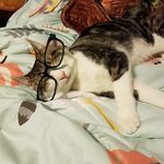 Dan Distler - @felix_thefuncat - Instagram