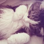 Dodo - @dandix12 - Instagram
