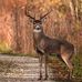 Dan Doss - Facebook