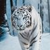Dan Dragomir - Facebook