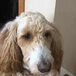 @danieldubiel2025 - Instagram